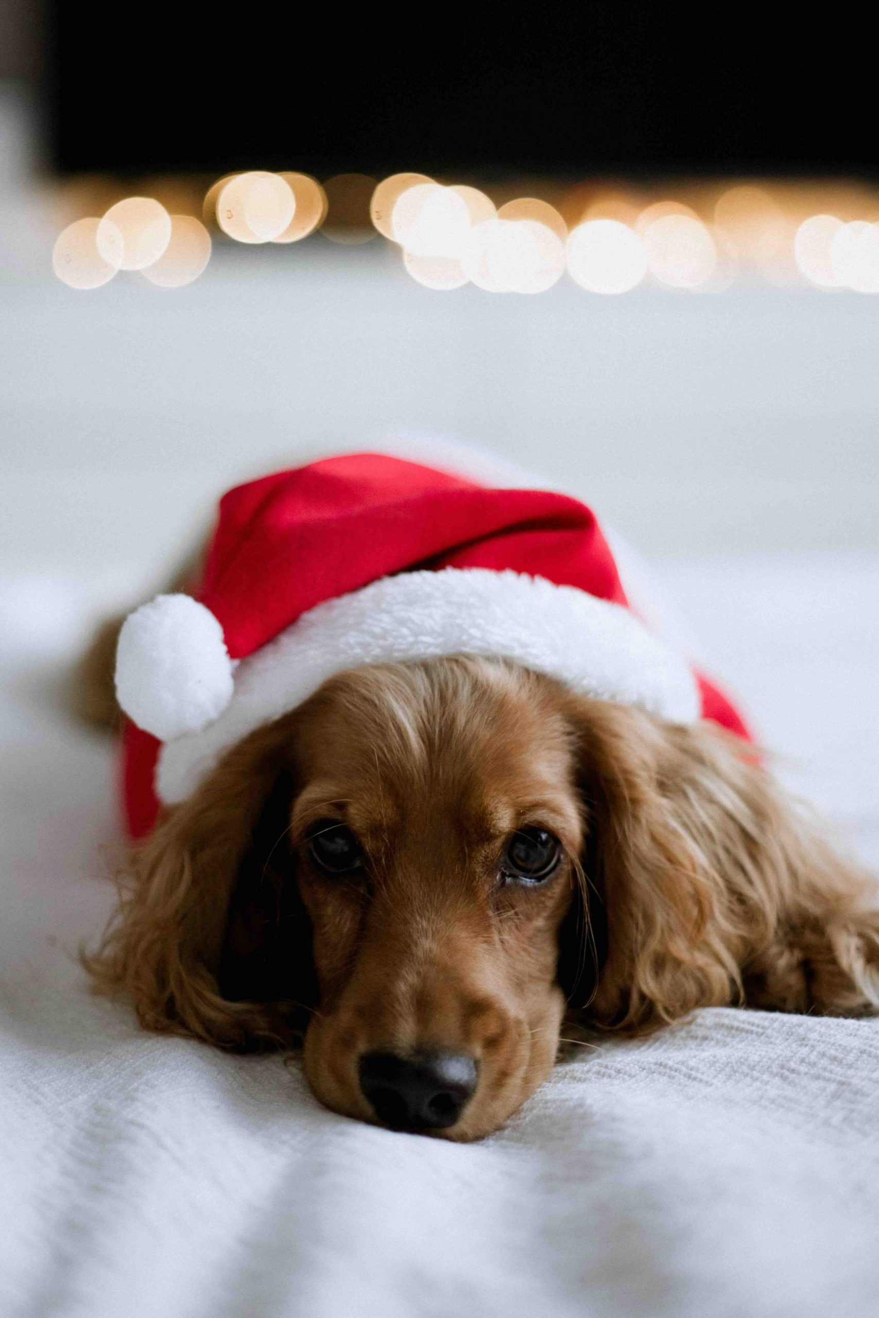 Buon Natale